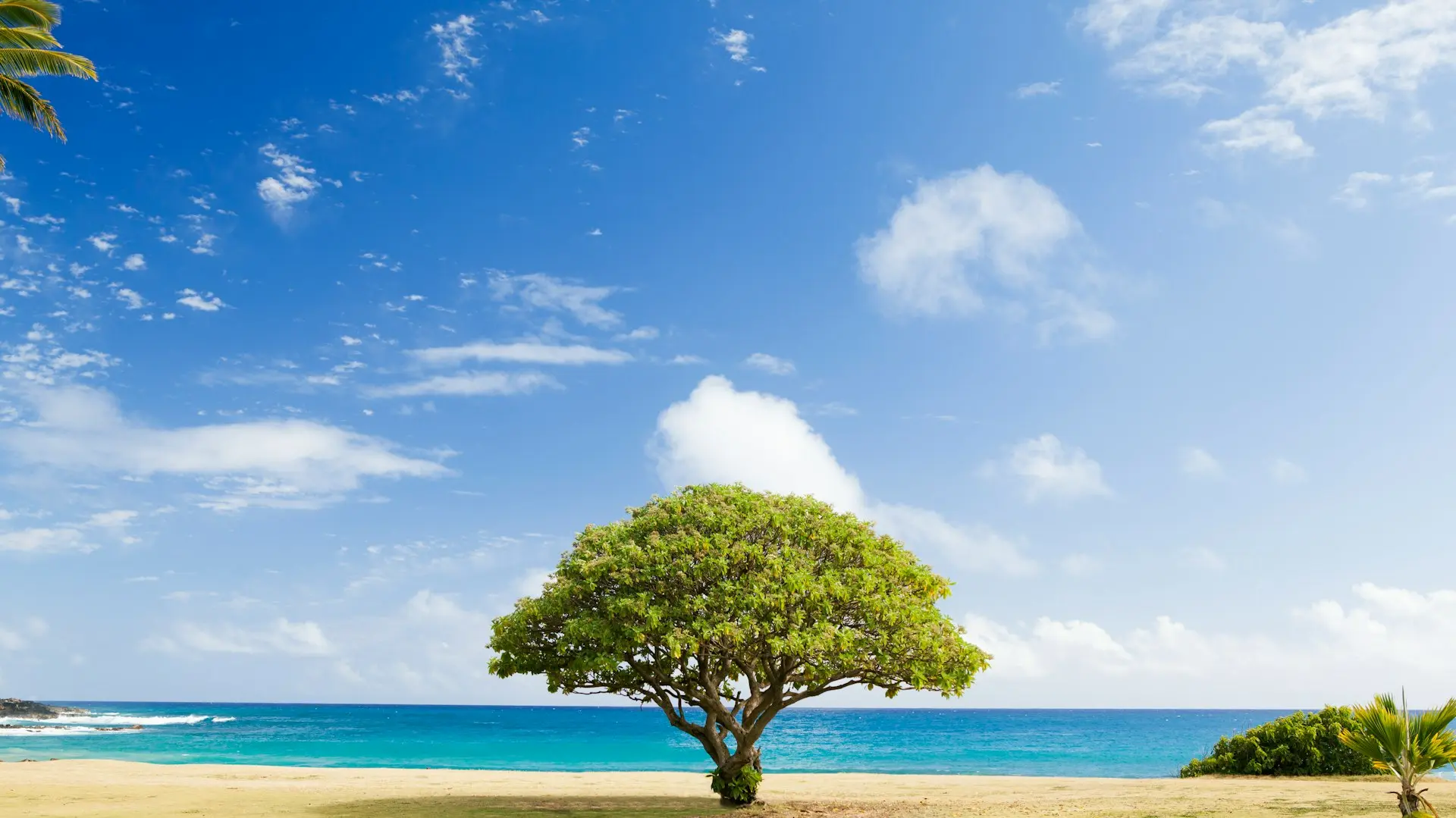 green leaf tree on shore